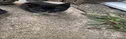 British Longhair cats for sale: Kittens - Advert 6