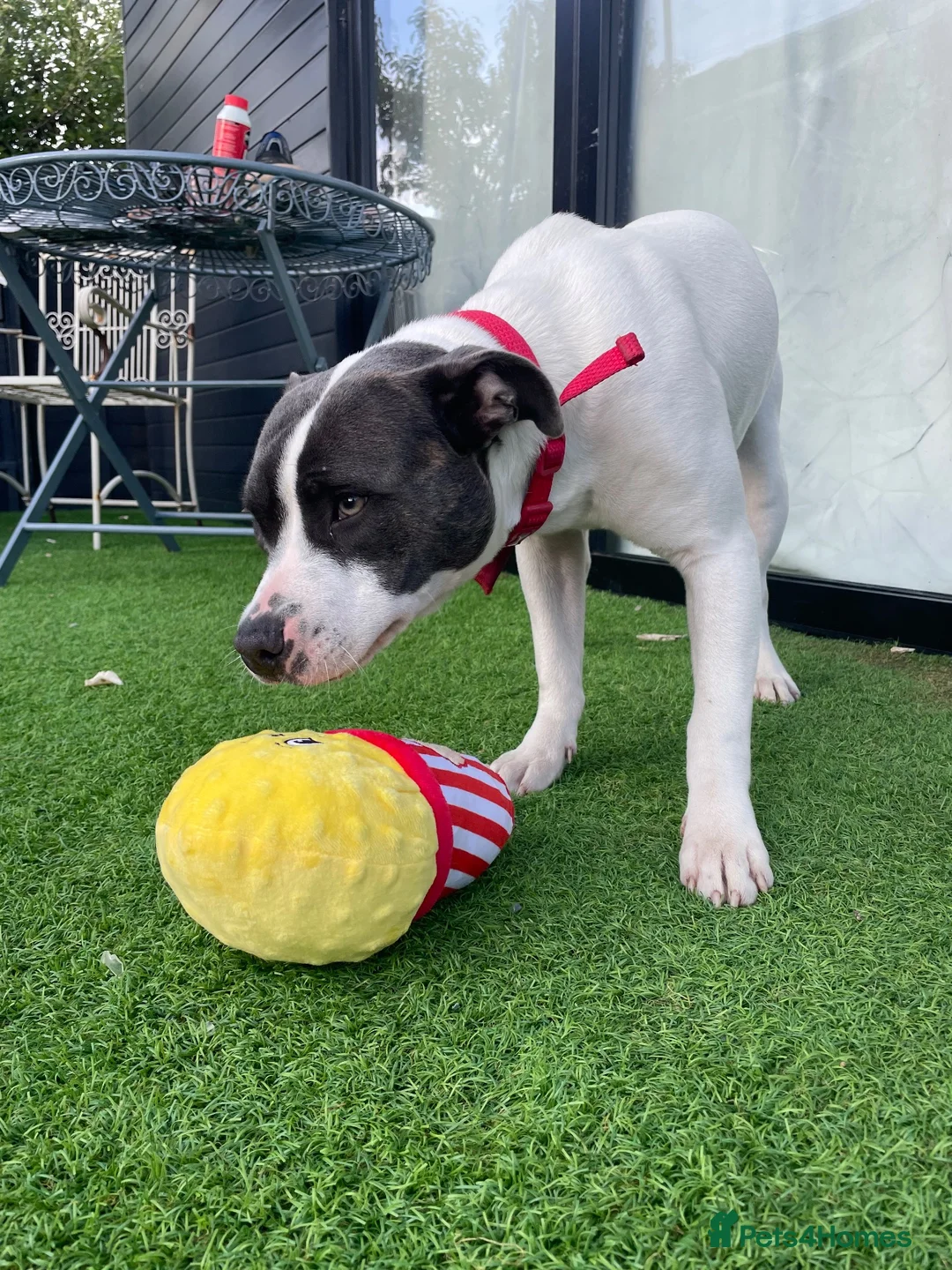 Mixed Breed dogs for sale: 8 month old female American bulldog x staffy  in Cheltenham - Advert 2