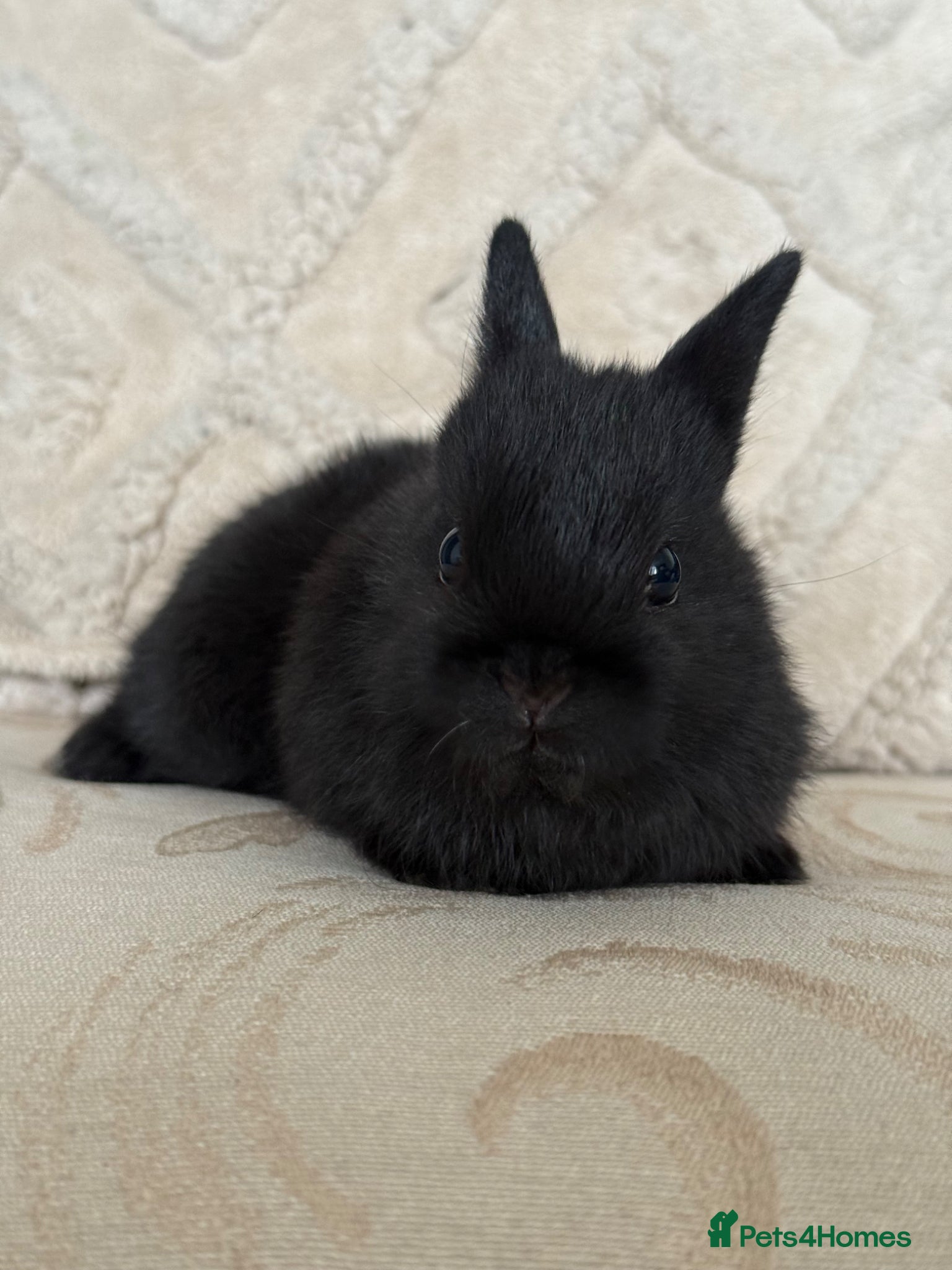 Netherland Dwarf rabbits Adorable Netherland Dwarf Girl ready to go NOW - Advert 1