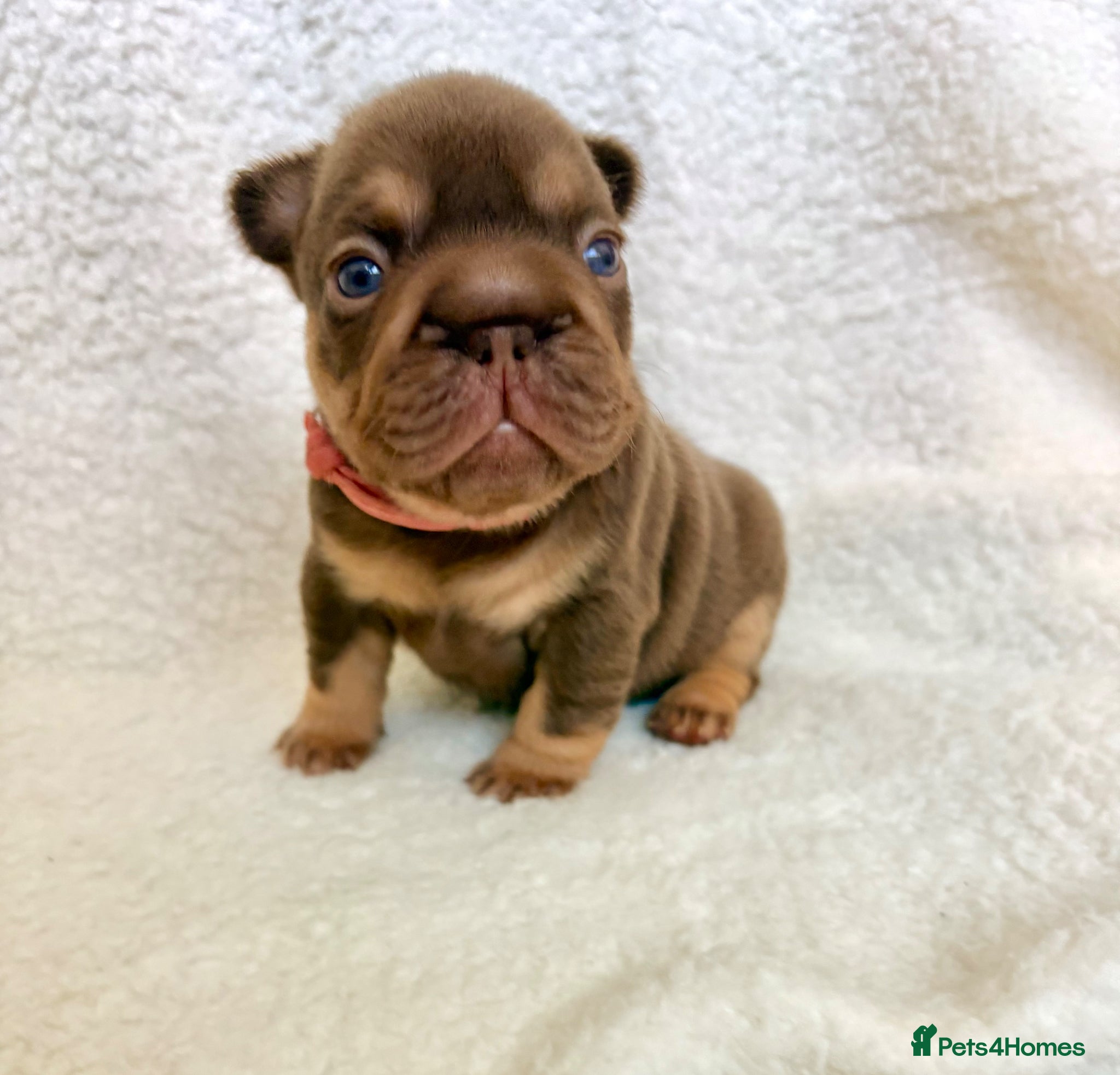 French Bulldog dogs Beautiful french bulldogs  - Advert 1