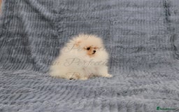 Pomeranian dogs for sale: Gorgeous Teddy Bear Pomeranian Puppies - Image 11
