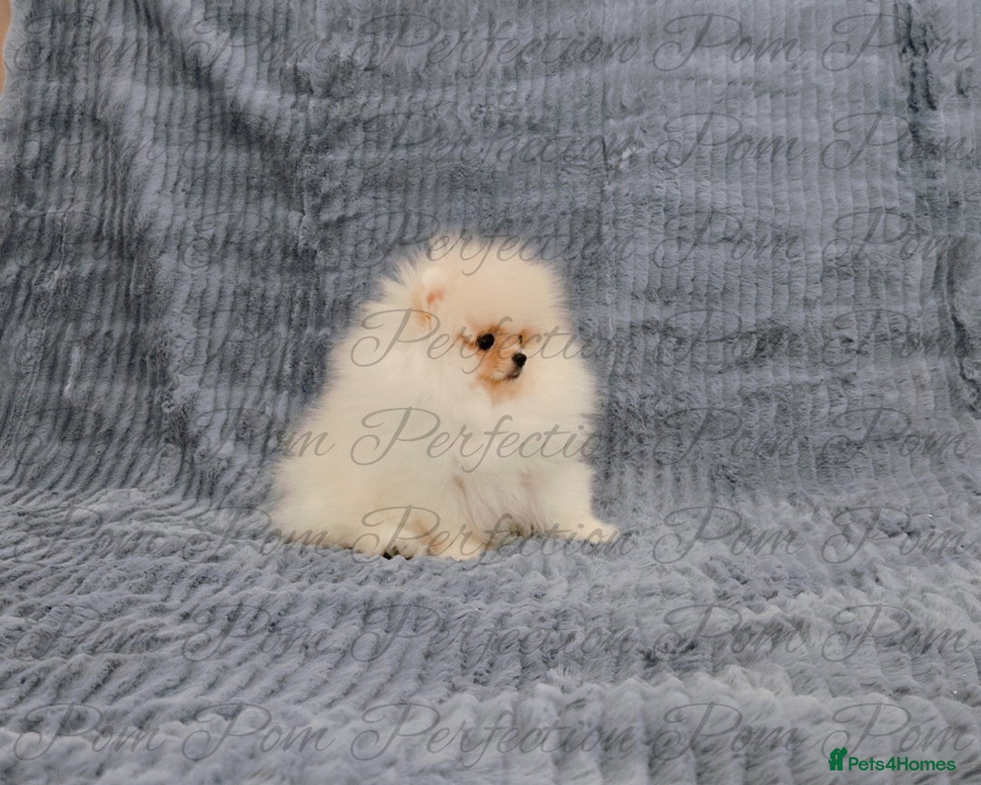 Pomeranian dogs for sale: Gorgeous Teddy Bear Pomeranian Puppies - Image 11