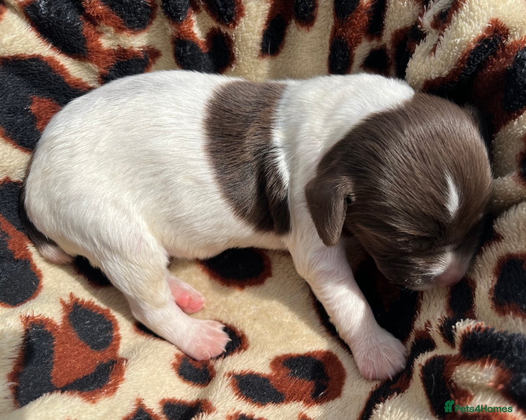 English Springer Spaniel dogs for sale: KC reg Springer Spaniel boys - Image 5