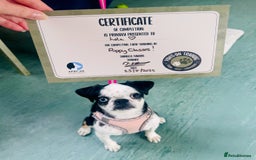 Pug dogs for sale: Stunning Puppy Unique Blue Eye Very Loving - Image 16