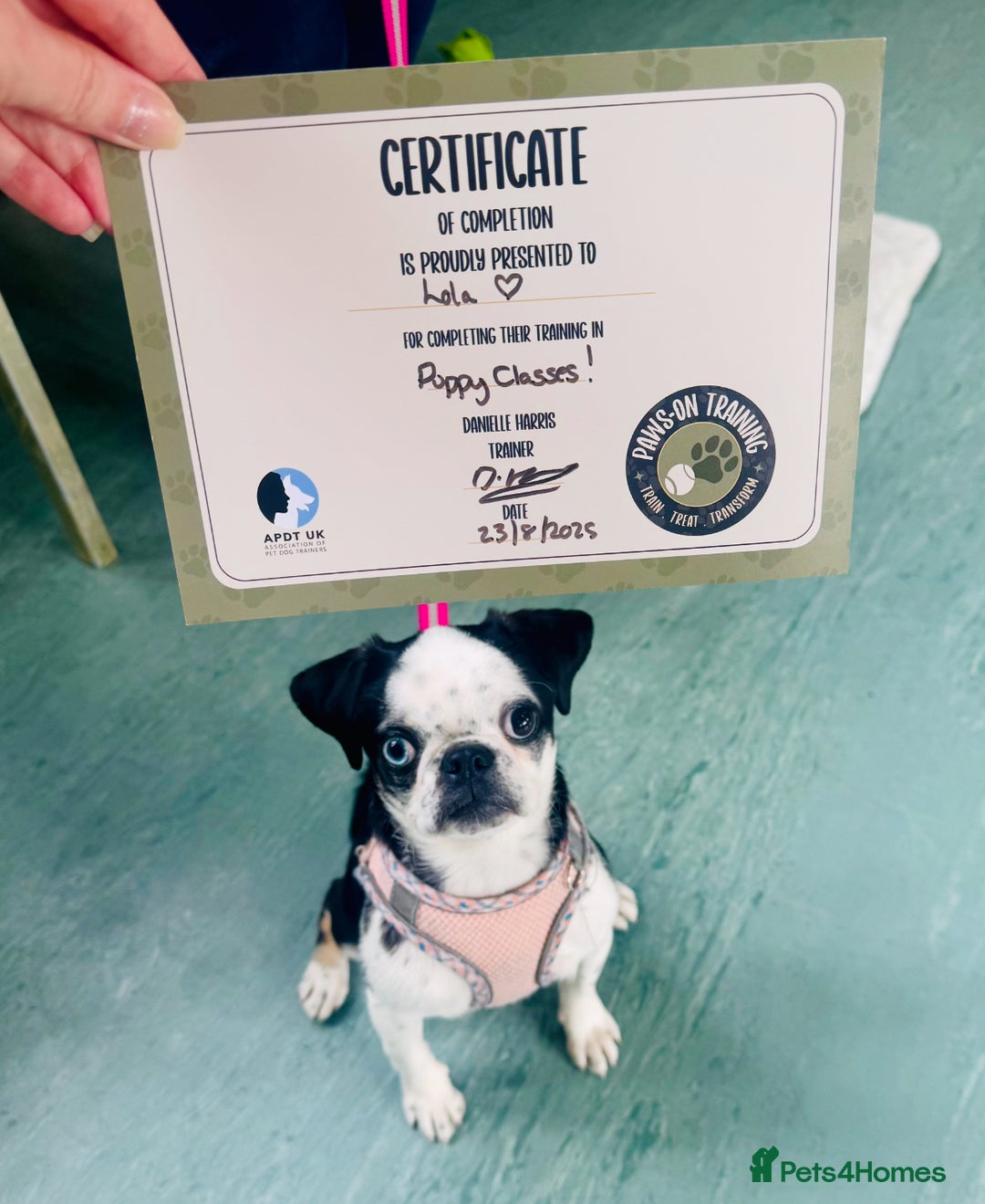 Pug dogs for sale: Stunning Puppy Unique Blue Eye Very Loving - Image 16