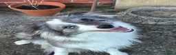 Border Collie dogs for sale: KC Registered, Health tested, Fully Vaccinated  - Advert 11