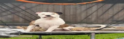 Mixed Breed dogs for sale: American bulldog x English bull terrier  - Advert 2