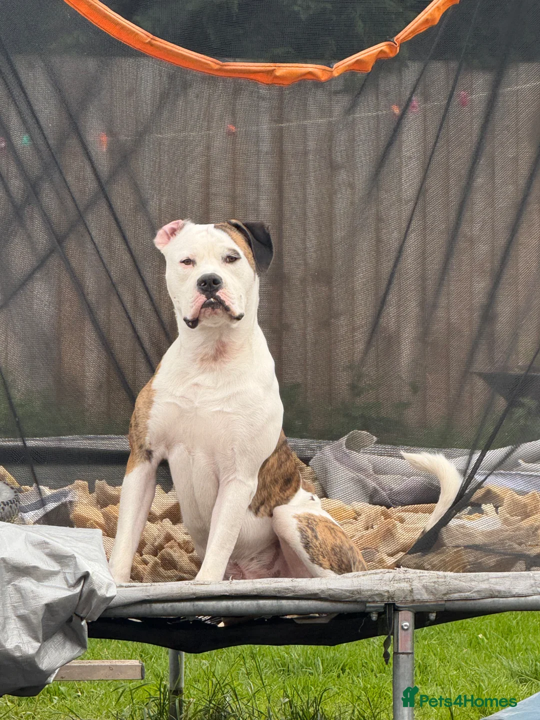 Mixed Breed dogs for sale: American bulldog x English bull terrier  - Advert 2