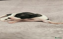 Whippet dogs for sale: KC HEART AND HEALTH TESTED WHIPPETS - Image 25