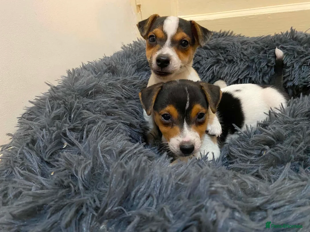 Jack Russell dogs for sale: Jack Russell’s pure in Bournemouth - Advert 8