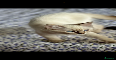 Ragdoll cats - Advert 3