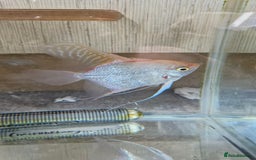 Angelfish fish for sale: Male Angelfish  - Image 2