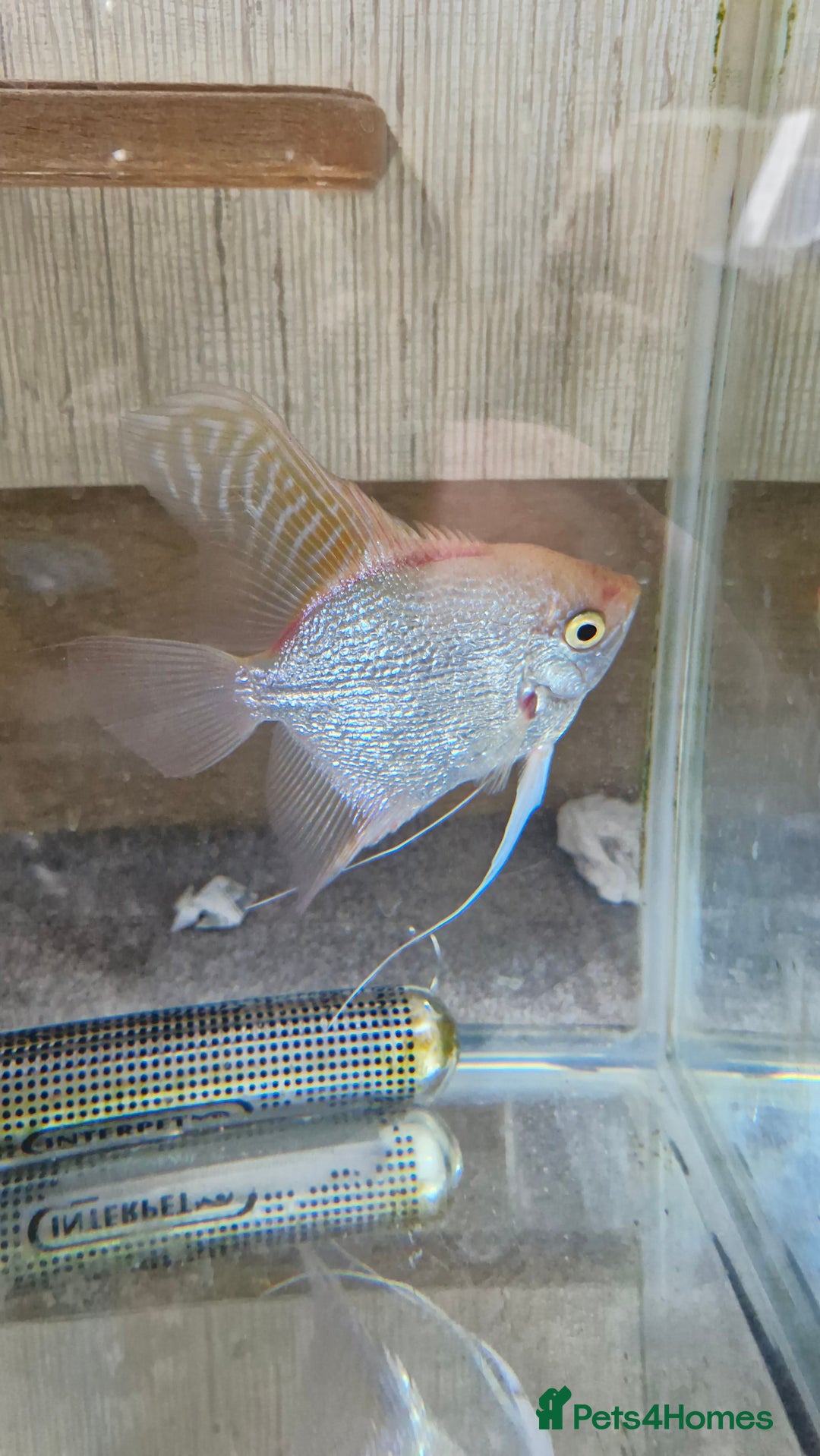 Angelfish fish for sale: Male Angelfish  - Image 2