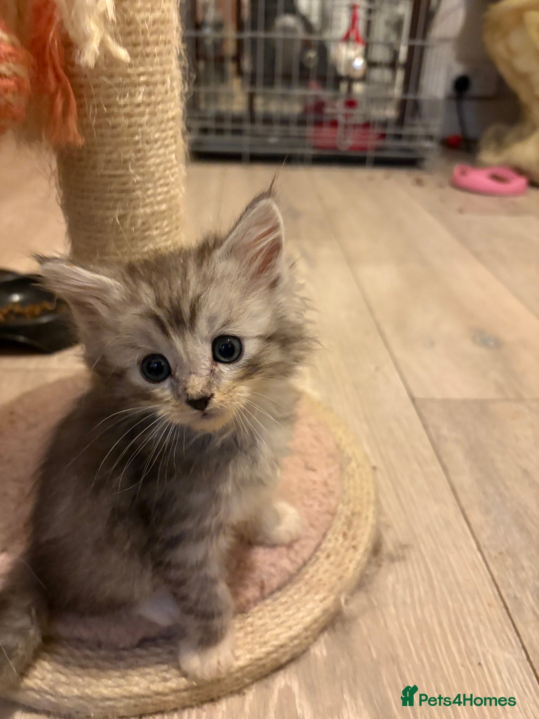 Maine Coon cats for sale: Maincoon X Ragdoll - Advert 5