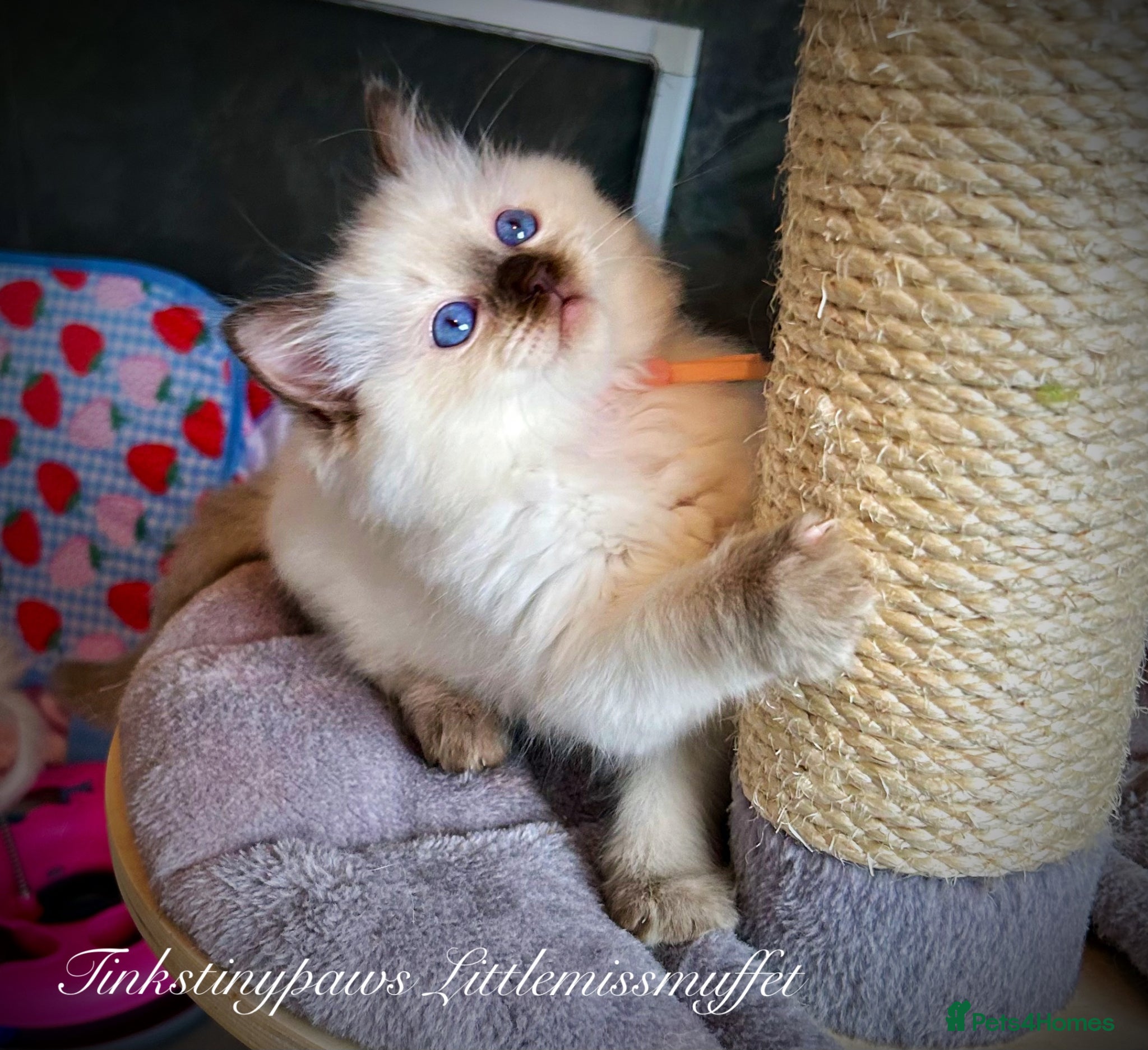 Ragdoll cats CHOCOLATE COLOURPOINT RAGDOLL KITTEN - Advert 12