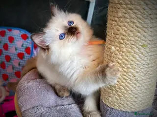 Ragdoll cats CHOCOLATE COLOURPOINT RAGDOLL KITTEN - Advert 4