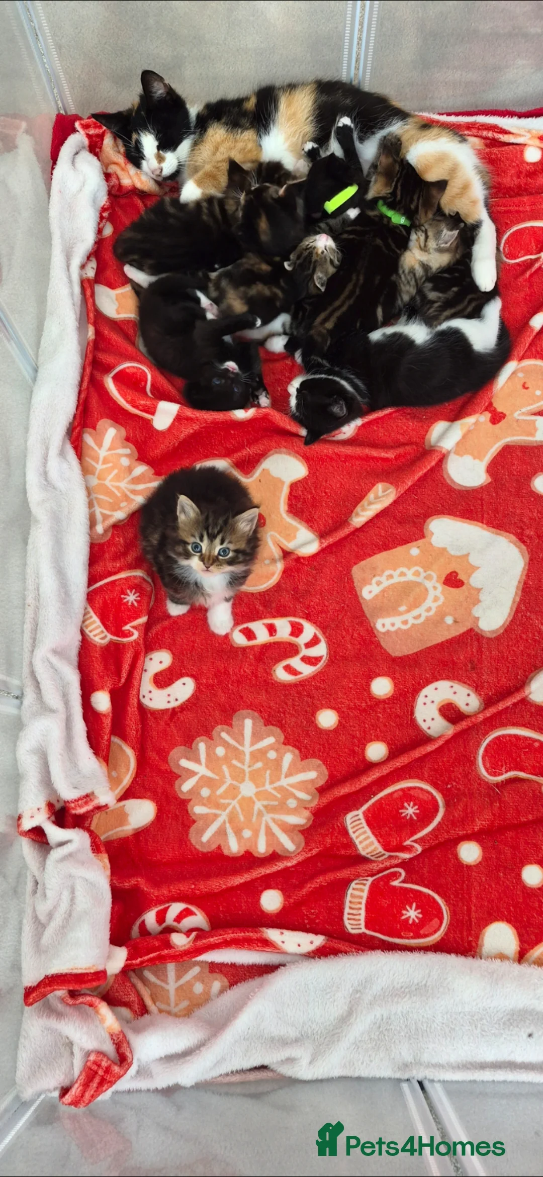 Mixed Breed cats for sale: Beautiful kittens  - Advert 2