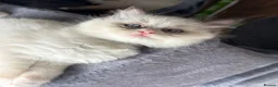 Ragdoll cats for sale: 100% Fully Traceable ragdoll kitten for sale - Advert 11