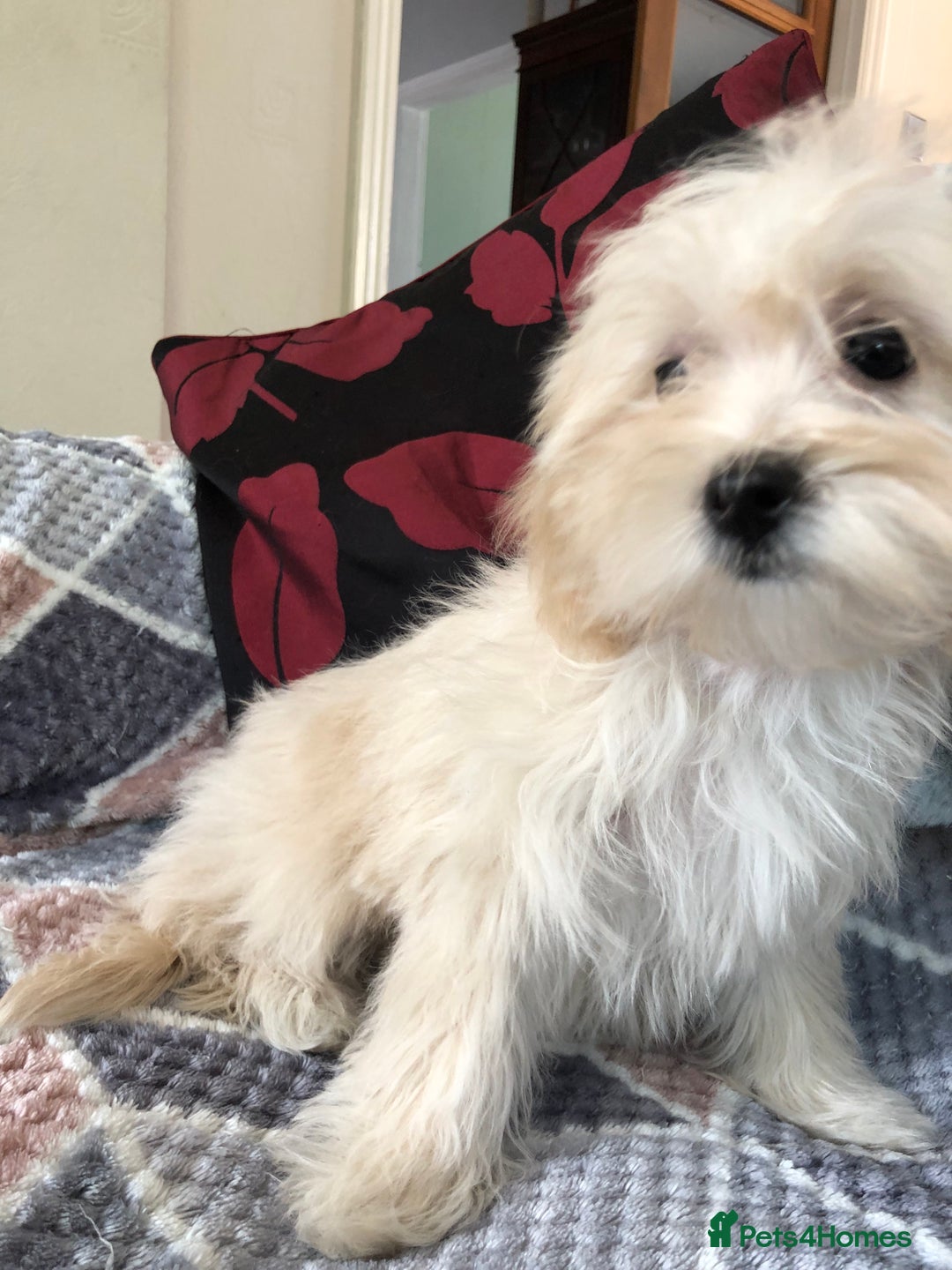 Maltipoo dogs for sale: maltipoo puppies for sale  - Image 12