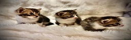 Ragdoll cats for sale: ✨ Exquisite Ragdoll-Bengal Baby Kittens ✨ - Advert 14