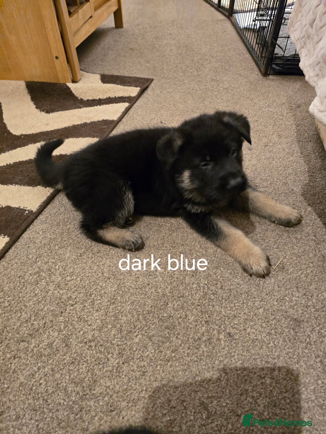 German Shepherd dogs for sale: German shepard pups - Image 7
