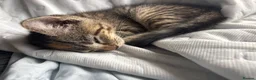 Mixed Breed cats for sale: 🐱 Six Kittens Looking for Loving Homes! 🐾 - Advert 28