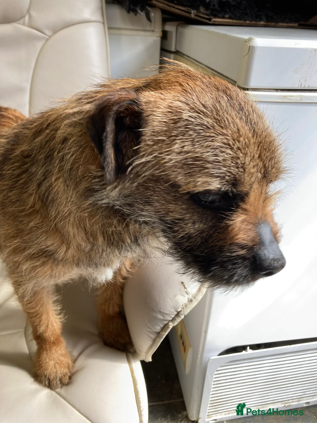 Border Terrier dogs for stud: MEET BODIE  in Maidstone - Advert 8