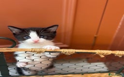 Mixed Breed cats for sale: 🐾 Adorable Kittens For Forever Homes 🐾  - Image 17