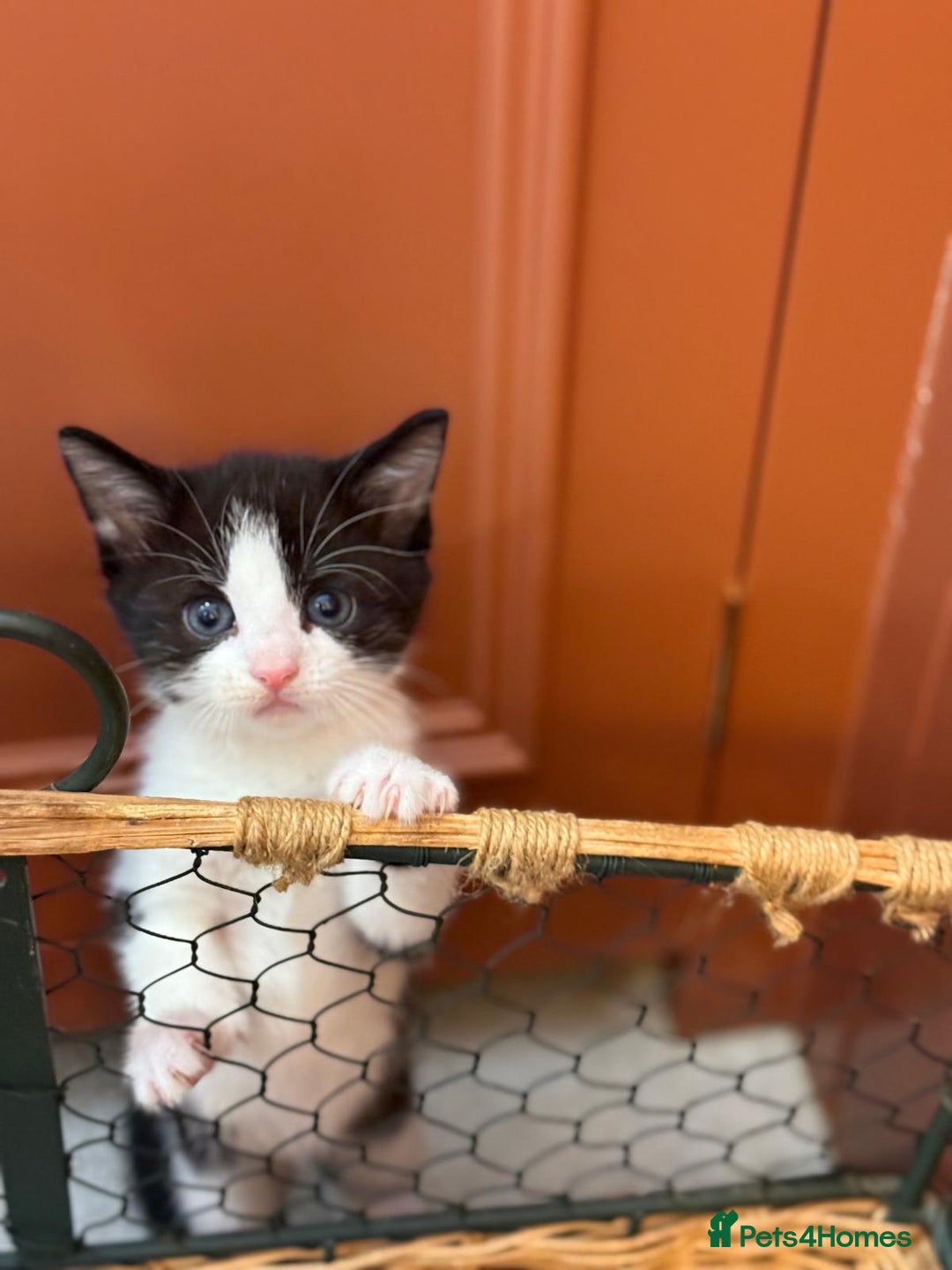 Mixed Breed cats for sale: 🐾 Adorable Kittens For Forever Homes 🐾  - Image 17