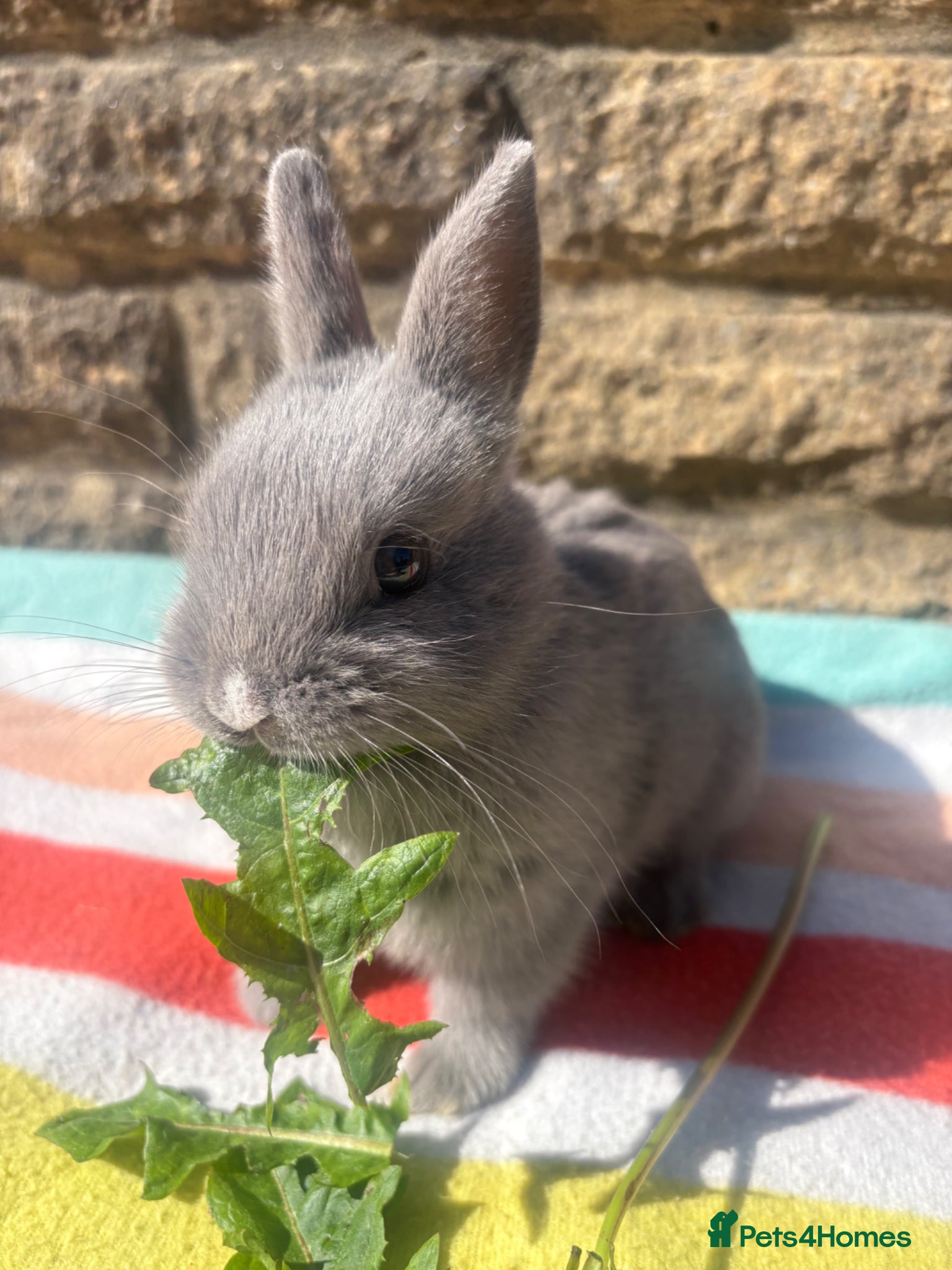 Netherland Dwarf rabbits Sweet blue male Netherland Dwarf bunny. - Advert 3