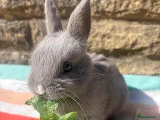 Netherland Dwarf rabbits Sweet blue male Netherland Dwarf bunny. - Advert 6
