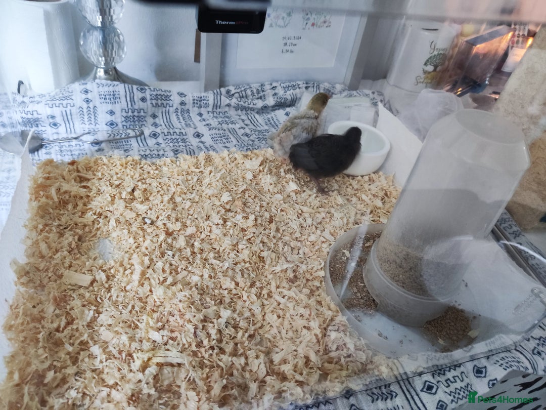 Quail poultry for sale: Chinese button quail pair - Image 3