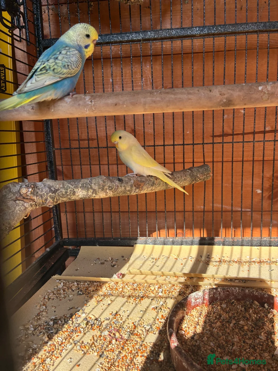 Budgerigars birds for sale: budgies  - Advert 2