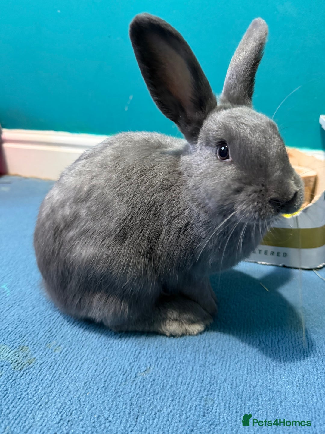 Mixed Breed rabbits for sale: English Angora x Rex Mixed - Advert 2