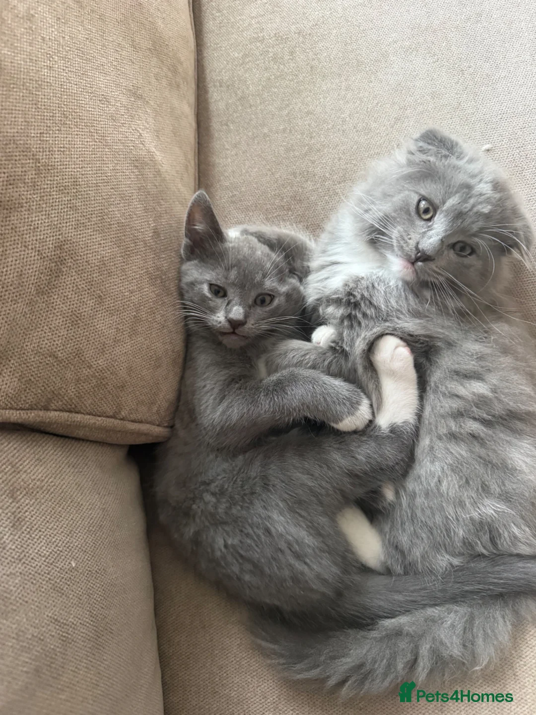 Mixed Breed cats for sale: Scotish fold mix kittens ready for there homes  - Advert 14