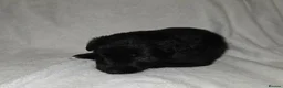 Mixed Breed dogs for sale: Shollie Puppies for Sale - Advert 7