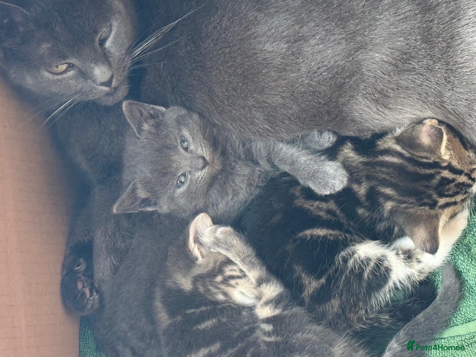Domestic Shorthair cats for sale: 3 gorgeous kittens for sale - Advert 16