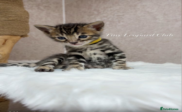 Bengal cats - Advert 1