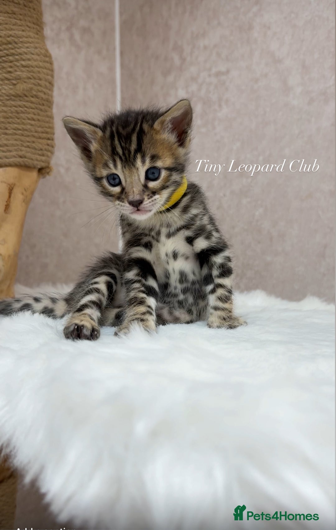 Bengal cats for sale: International Championship, Full Pedigree Bengals - Image 1