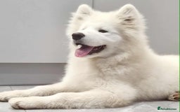Samoyed dogs for sale: Female  - Image 1