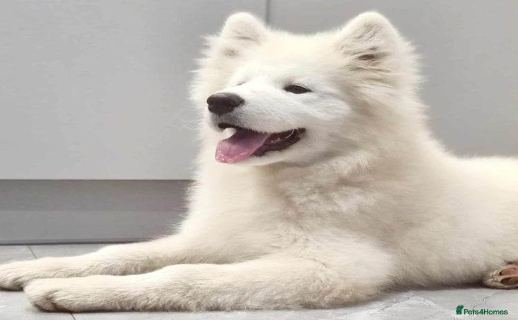 Samoyed dogs - Advert 8