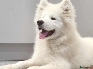 Samoyed dogs - Advert 2