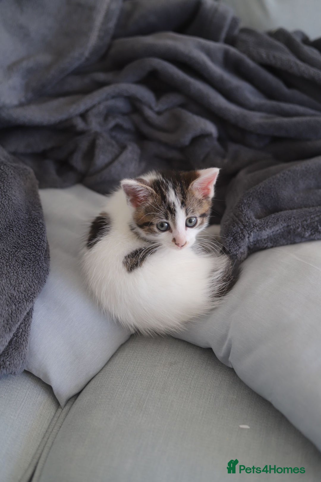 British Shorthair cats for sale: Neutered male cat who loves the outdoors - Image 2