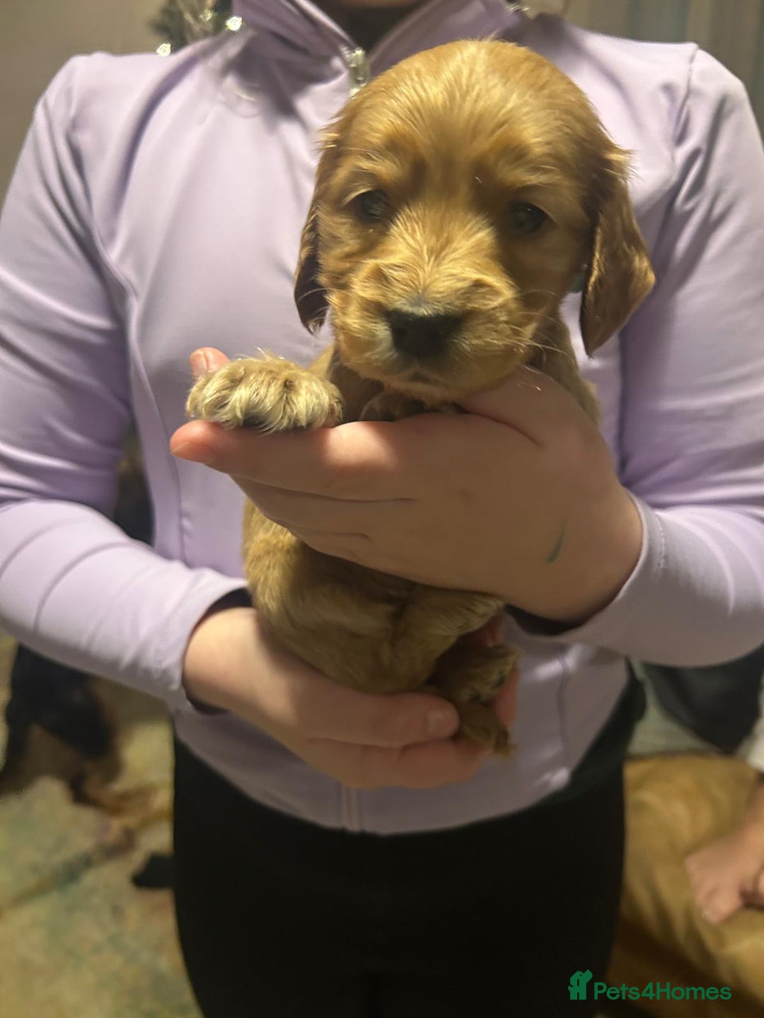 Cocker Spaniel dogs for sale: Princess cockers for sale  - Advert 15