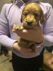 Cocker Spaniel Puppy 1