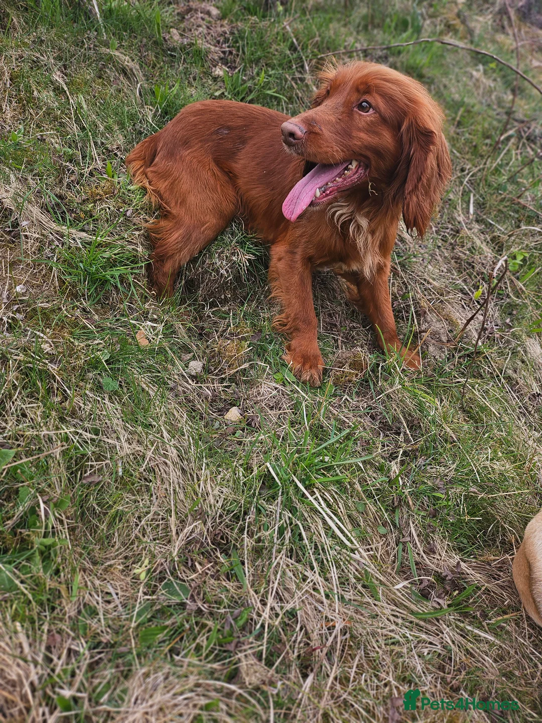Cocker Spaniel dogs for stud: Kc reg Health tested working cocker spaniel stud in Durham - Advert 5