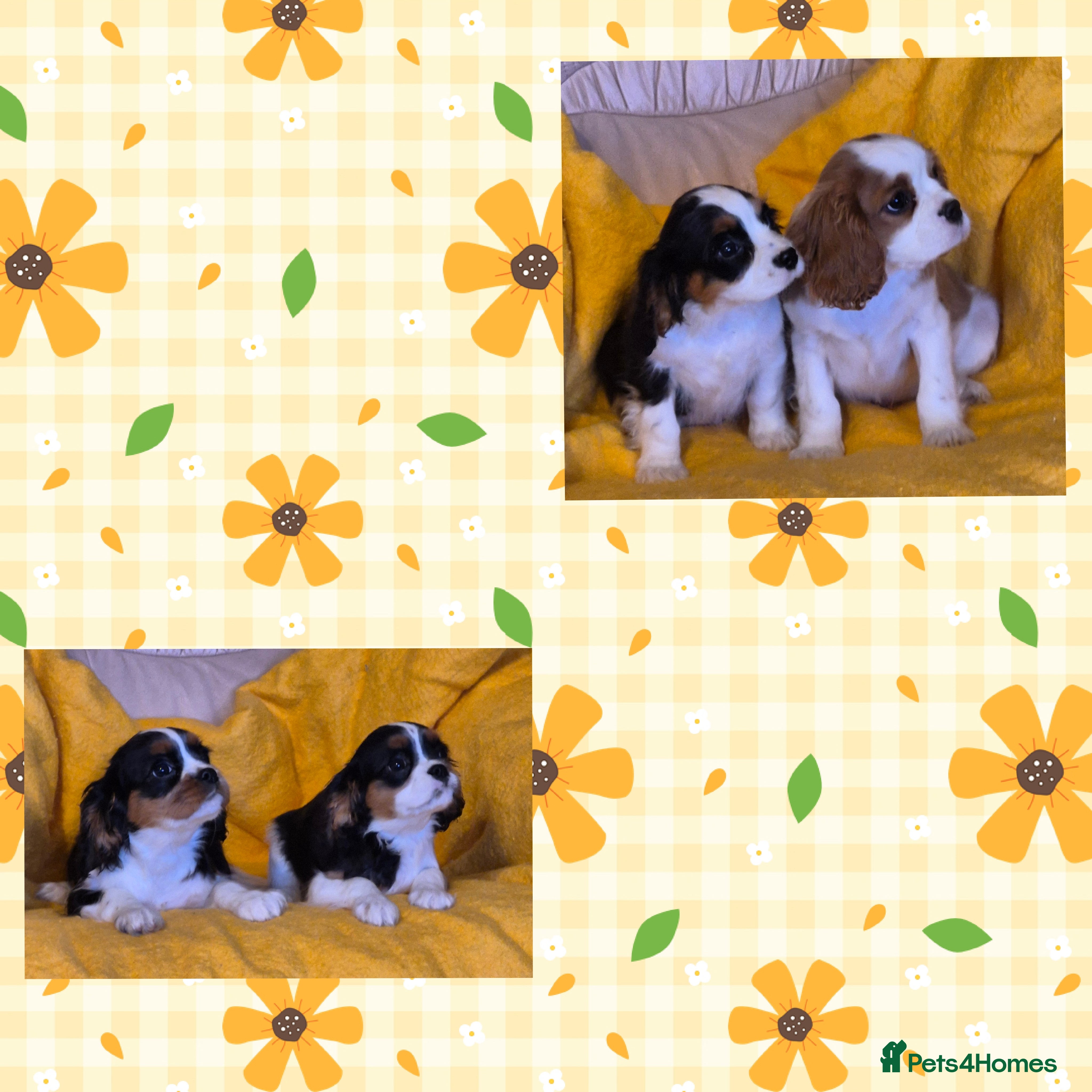 Cavalier King Charles Spaniel dogs Beautiful Cavalier King Charles Spaniel puppies  - Advert 1