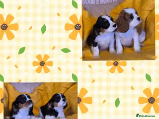 Cavalier King Charles Spaniel dogs Beautiful Cavalier King Charles Spaniel puppies - Advert 1