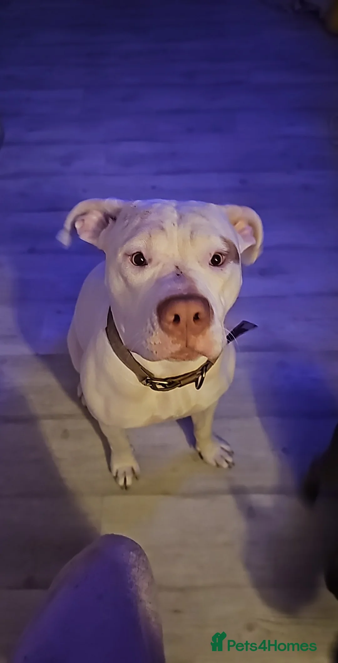 American Bulldog dogs for sale: American x bulldog in Blackpool - Advert 4