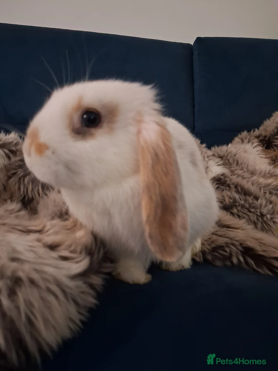 English Lop rabbits for sale: English lop  ready to go now! - Advert 1